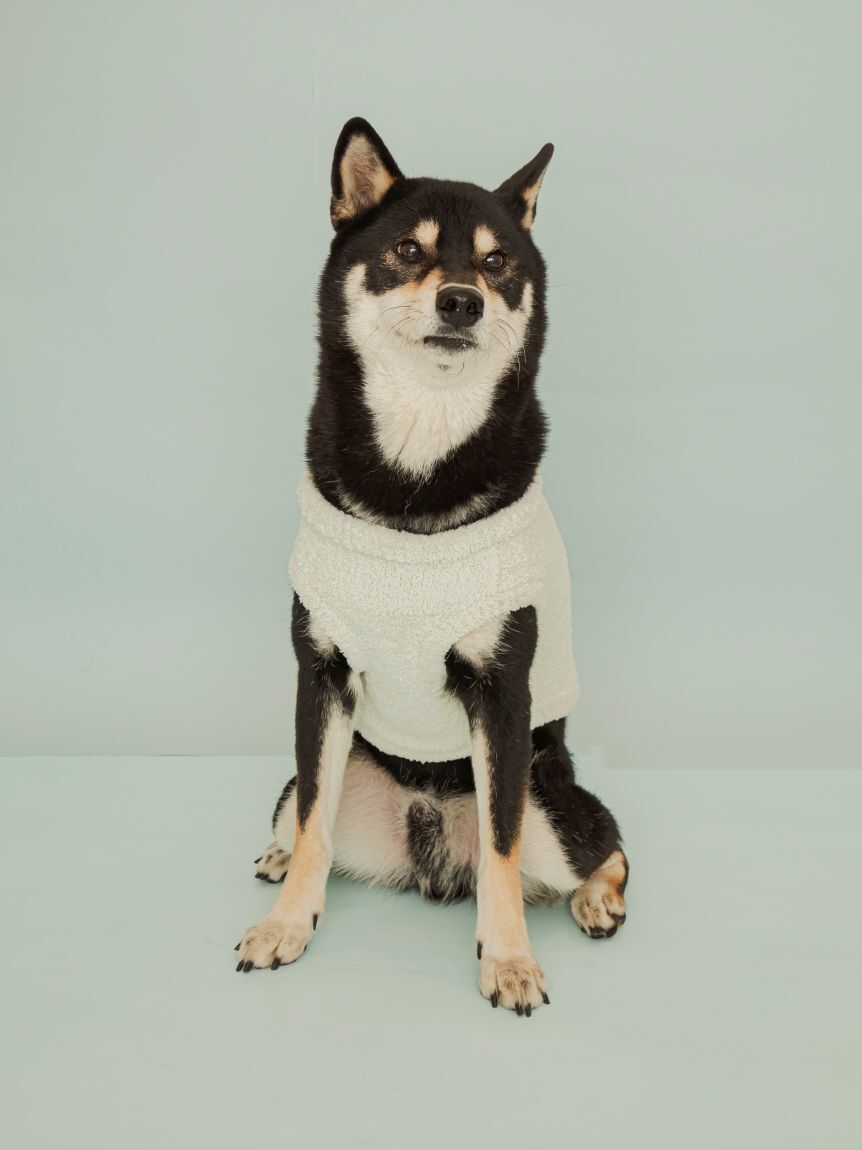  GELATO PIQUE CAT&DOG「【CAT&DOG】柴犬ジャガードプルオーバー」|その他|