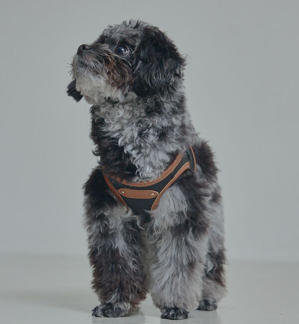 LOWELL things「MATIE/ハーネス(S/M/L)【Direction by 有末麻祐子】」|その他|