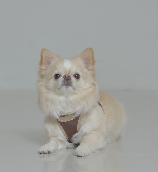 LOWELL things「MATIE/ハーネス(S/M/L)【Direction by 有末麻祐子】」|その他|