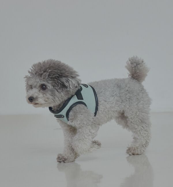 LOWELL things「MATIE/ハーネス(S/M/L)【Direction by 有末麻祐子】」|その他|