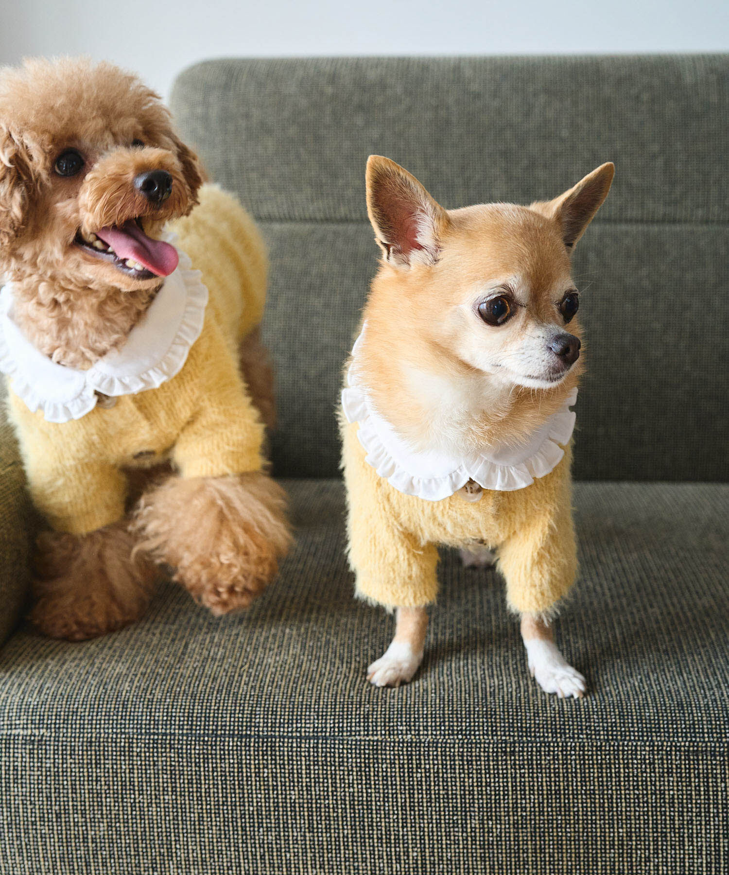 ROPE PICNIC PASSAGE「【DOG】ビックカラーカーディガン」|その他|クリーム(83)