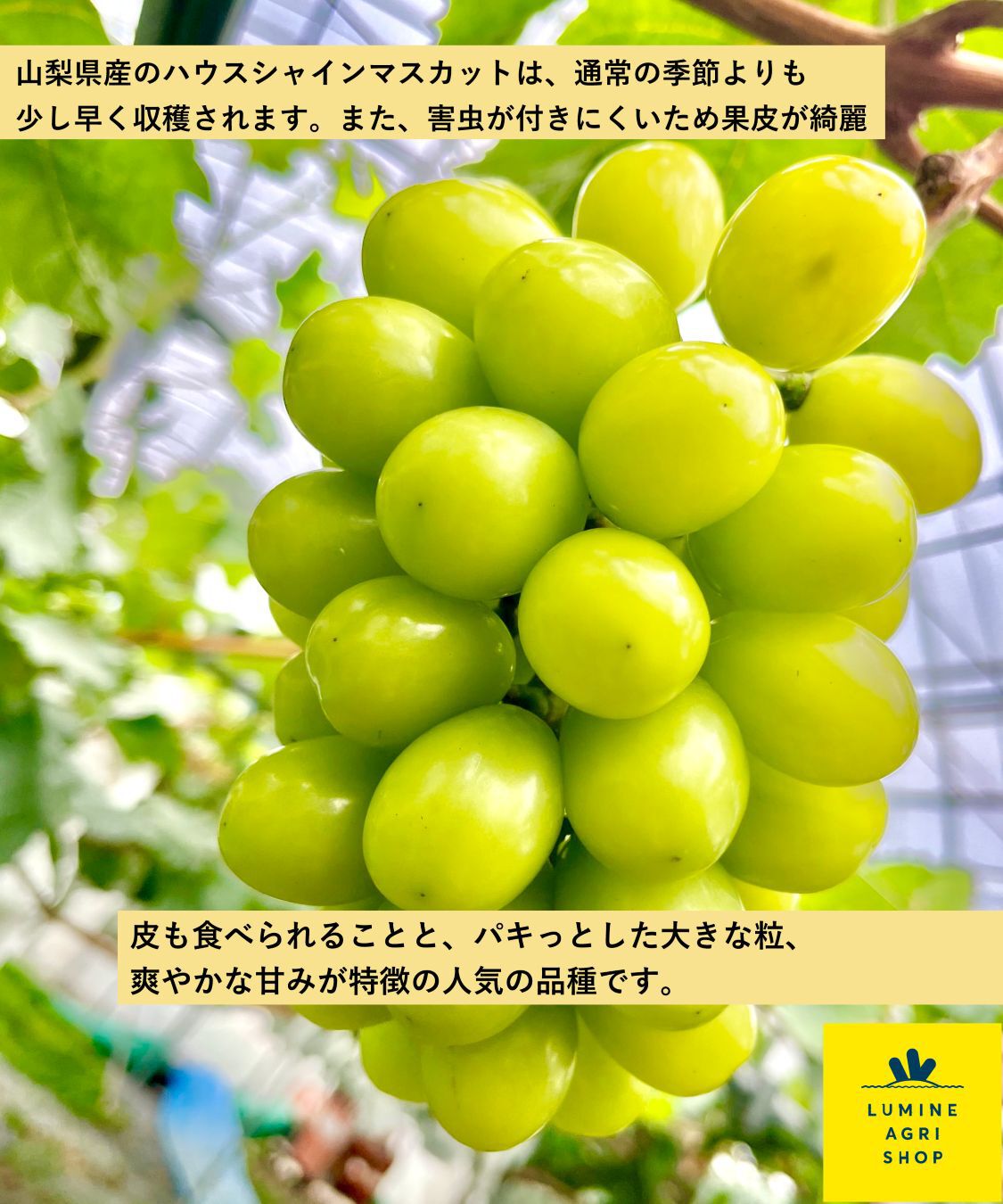 LUMINE AGRI SHOP「山梨の季節先採り！&ldquo;ハウスシャインマスカット&rdquo;2房」|果物・野菜|