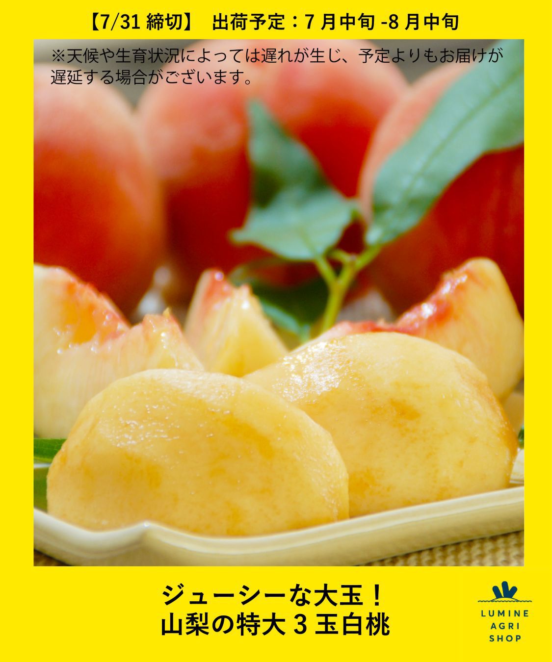 LUMINE AGRI SHOP「ジューシーな大玉！山梨の特大3玉白桃」|果物・野菜|その他
