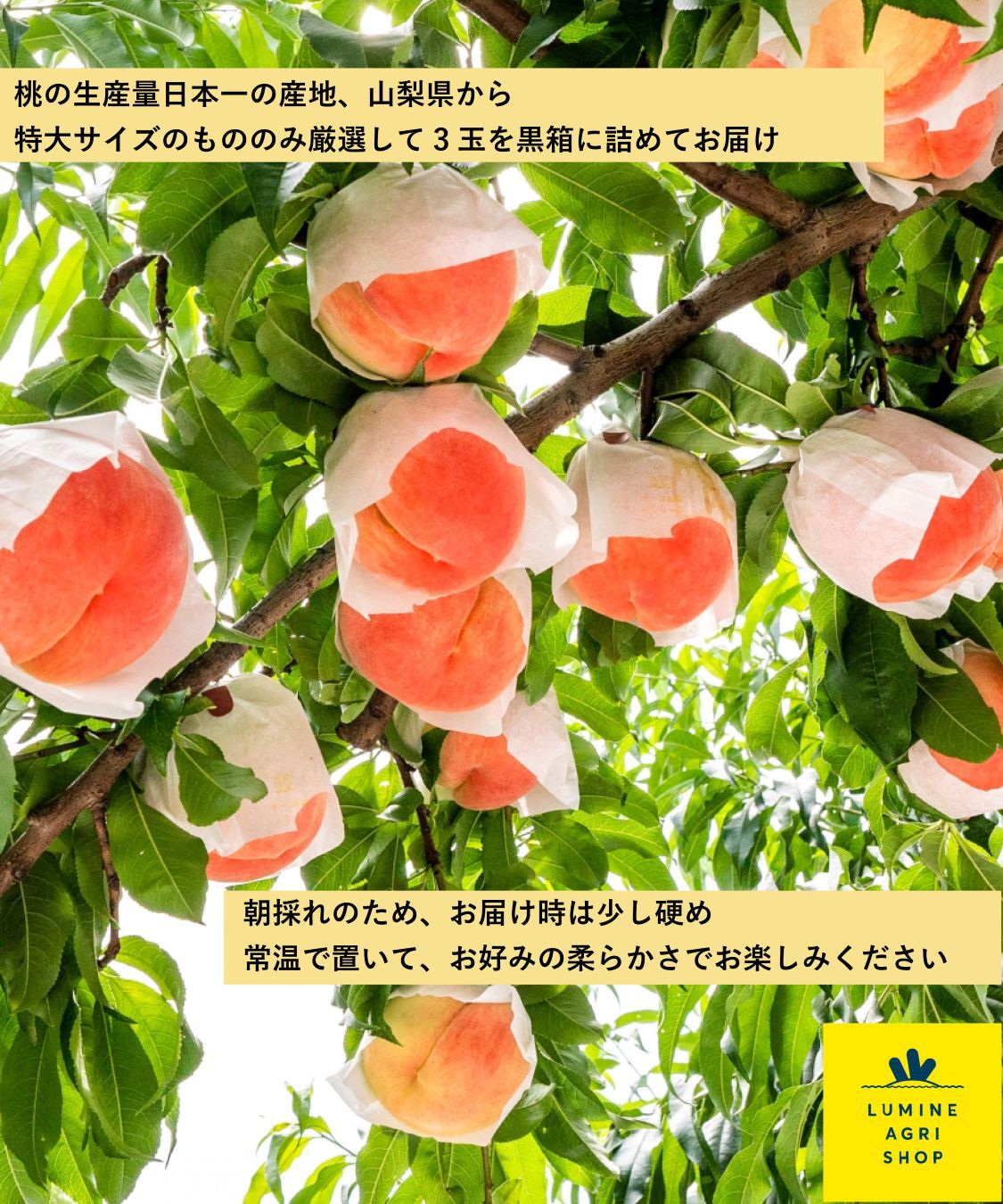 LUMINE AGRI SHOP「ジューシーな大玉！山梨の特大3玉白桃」|果物・野菜|