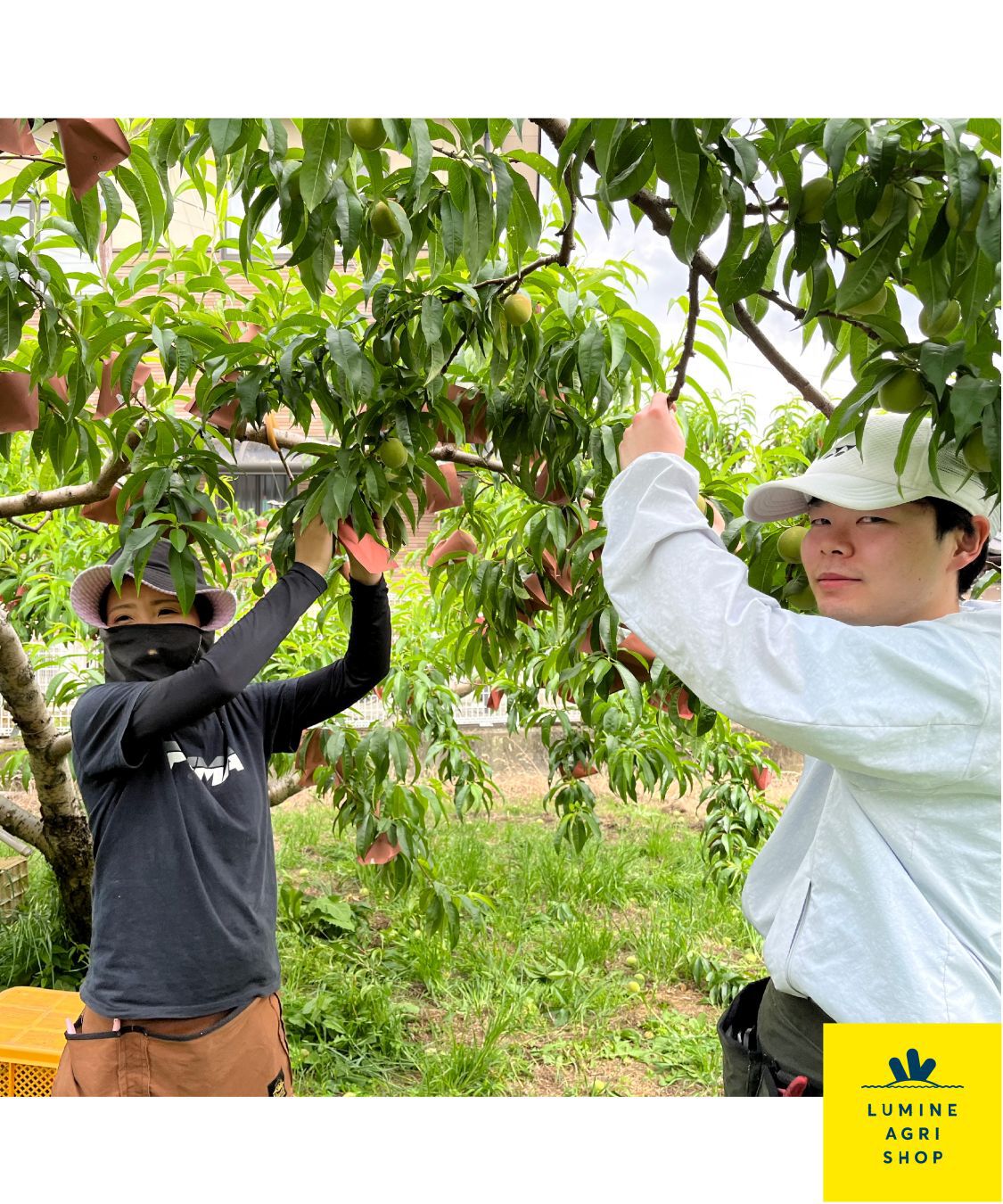 LUMINE AGRI SHOP「朝採れをお届け！Sweet★山梨白桃4-6玉」|果物・野菜|