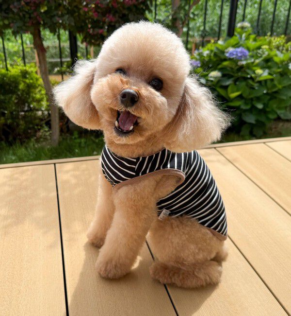 fredy emue「【FR PETS】FR刺繍ボーダーノースリーブTee」|Tシャツ・カットソー|