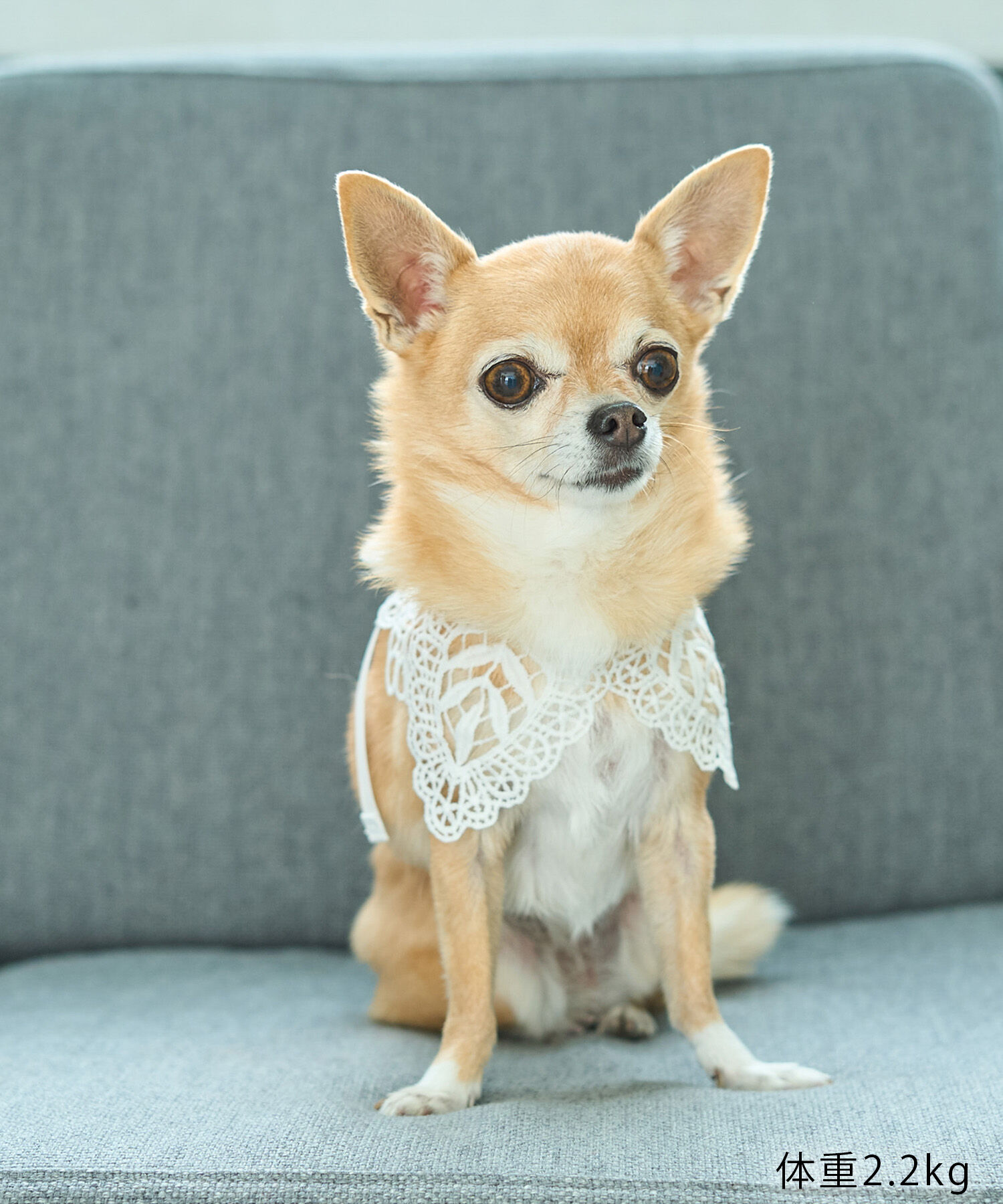 ROPE PICNIC PASSAGE「【DOG】レースつけ襟」|その他|