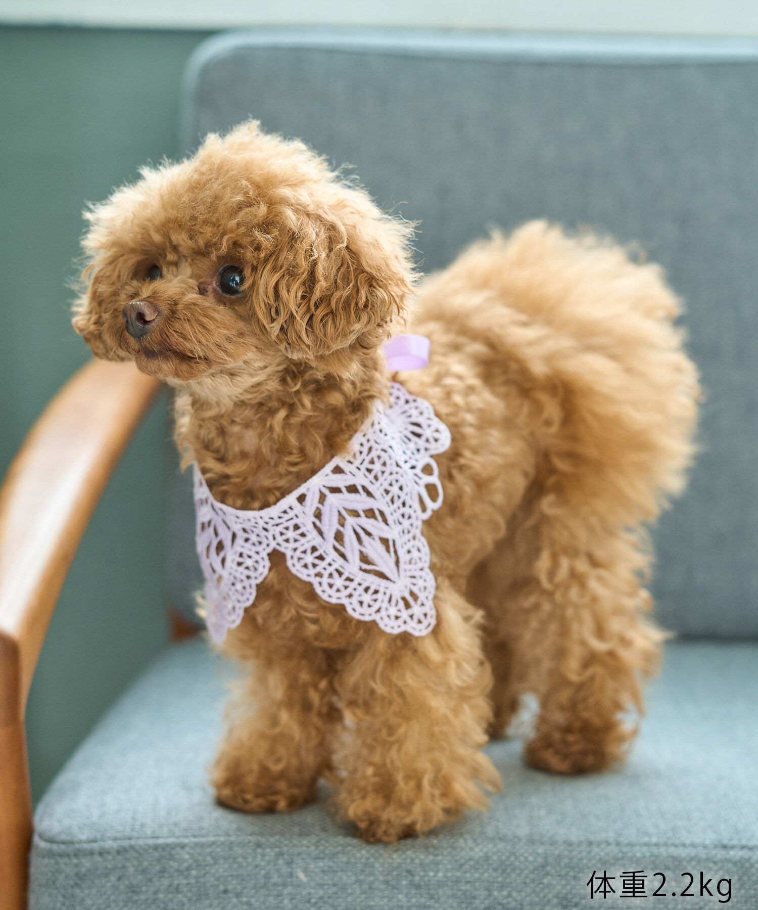 ROPE PICNIC PASSAGE「【DOG】レースつけ襟」|その他|