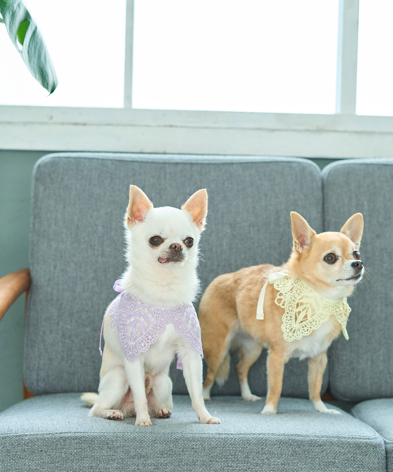 ROPE PICNIC PASSAGE「【DOG】レースつけ襟」|その他|