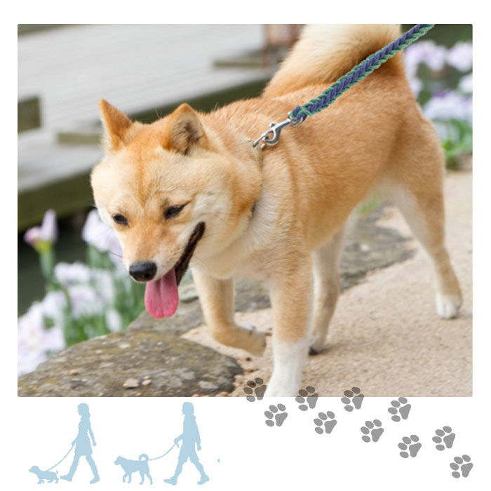 BACKYARD FAMILY「リード 犬 通販 小型犬 中型犬 大型犬 切れない イヌ いぬ 犬用リード 太め 握りやすい 軽量」|その他|
