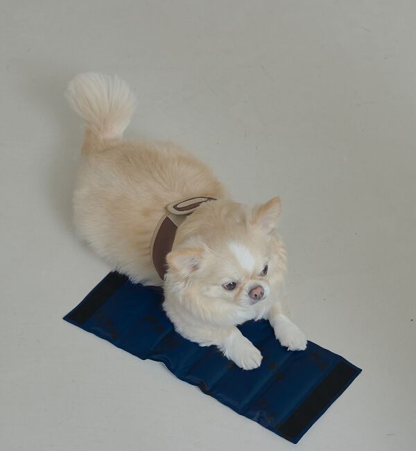 LOWELL things「MATIE/ 保冷ジェルマット/スリング対応【Direction by  有末」|その他|