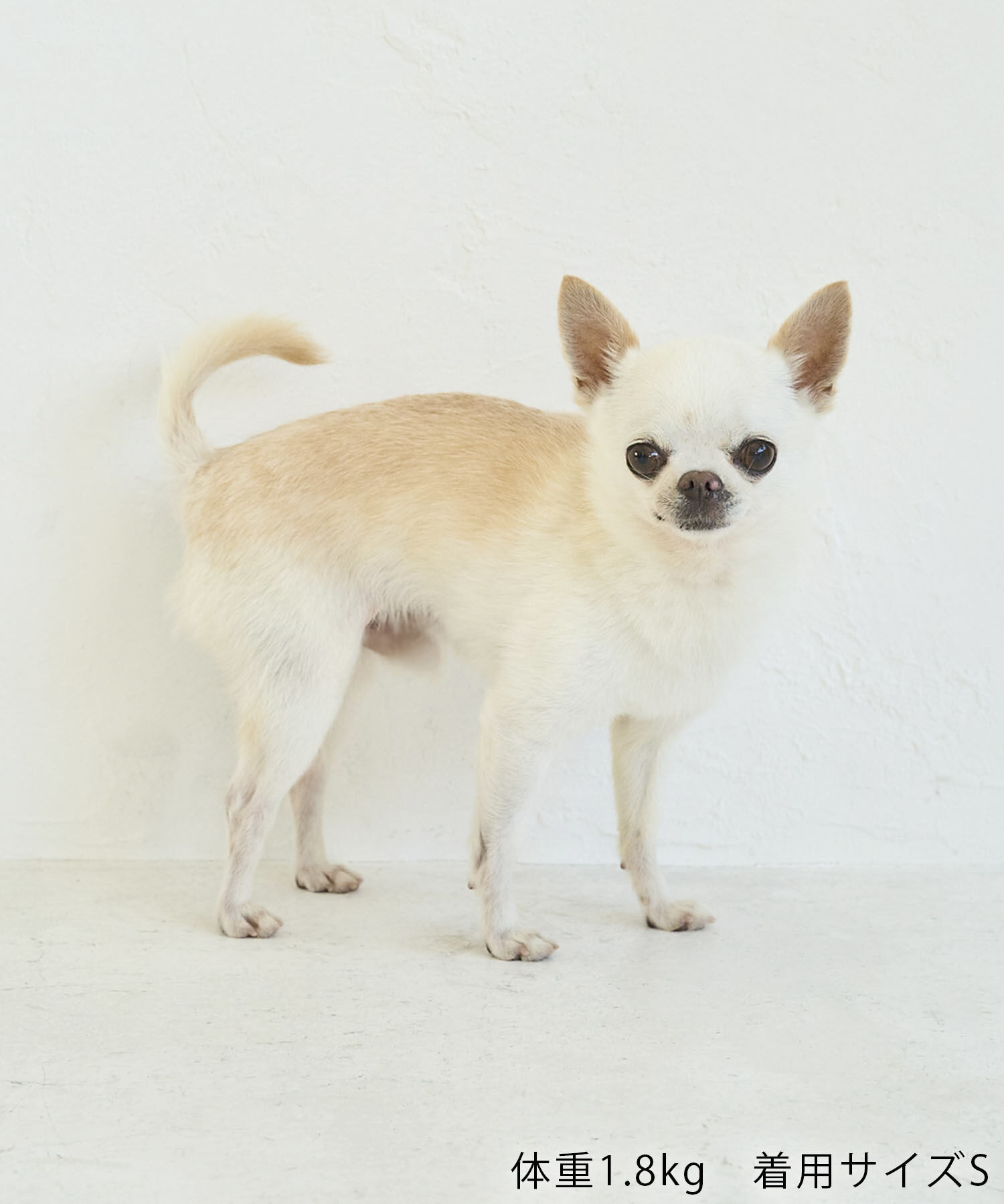 ROPE PICNIC PASSAGE「【DOG】ハロウィン魔女セット」|その他|