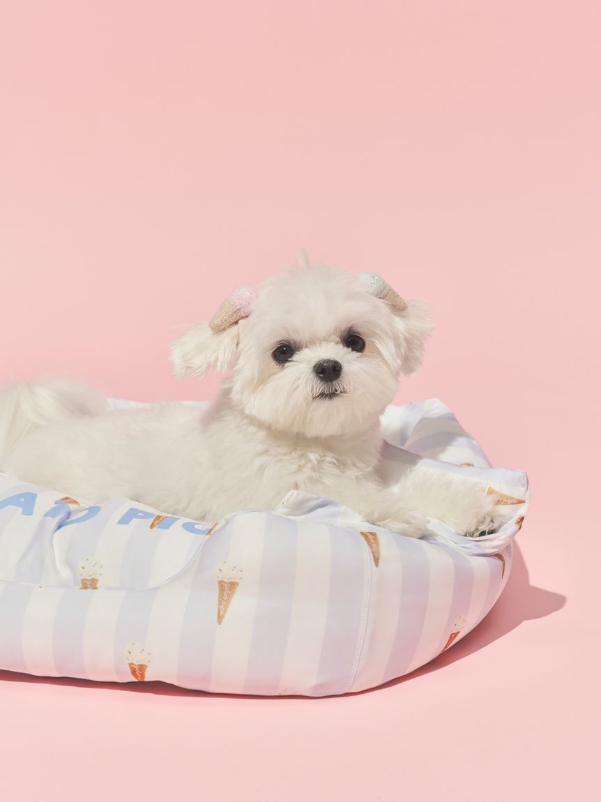  GELATO PIQUE CAT&DOG「【CAT&DOG】【接触冷感】 CoolingベッドS」|その他|