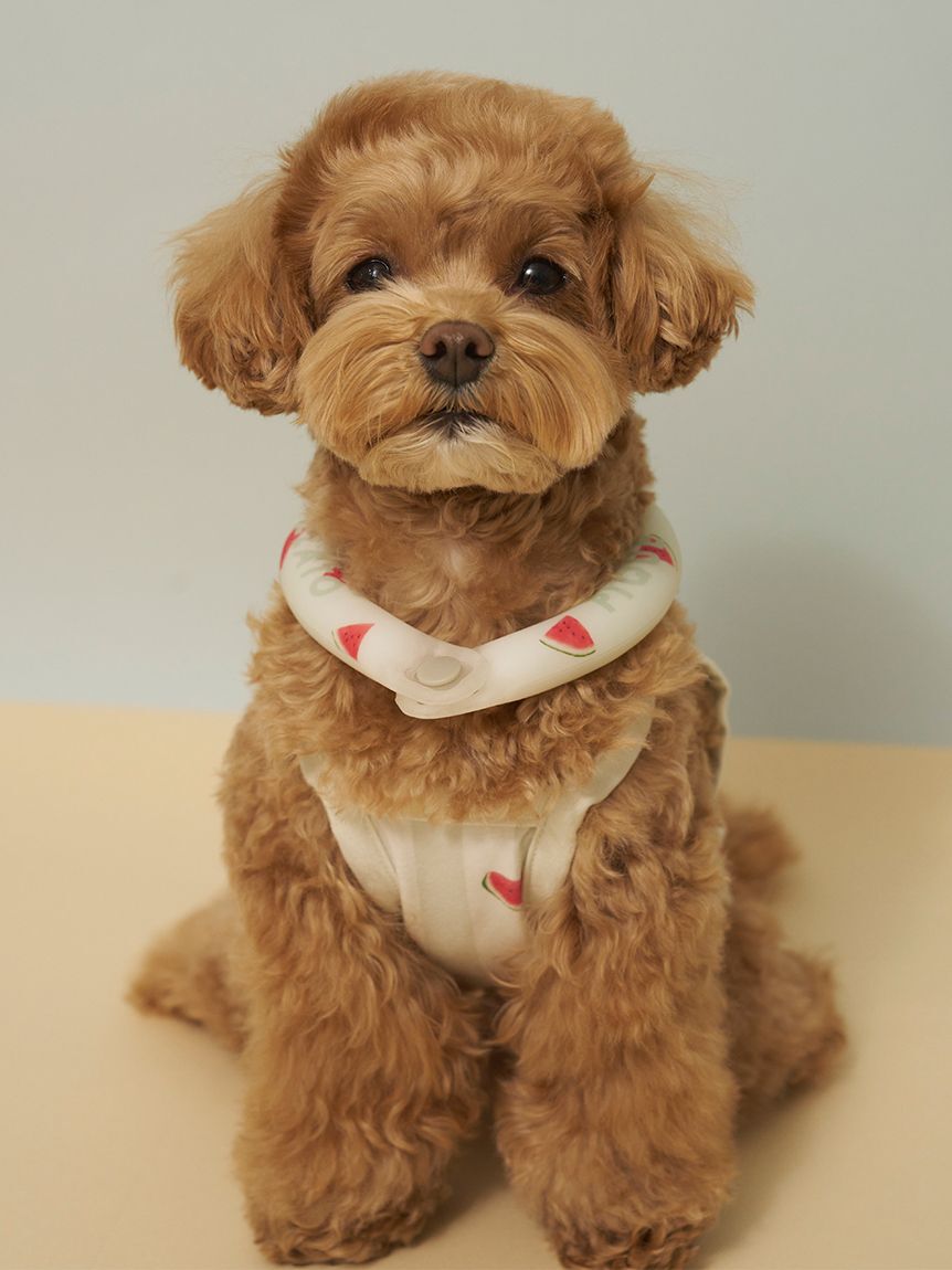  GELATO PIQUE CAT&DOG「【CAT&DOG】サマーモチーフ柄Coolingネックリング」|その他|