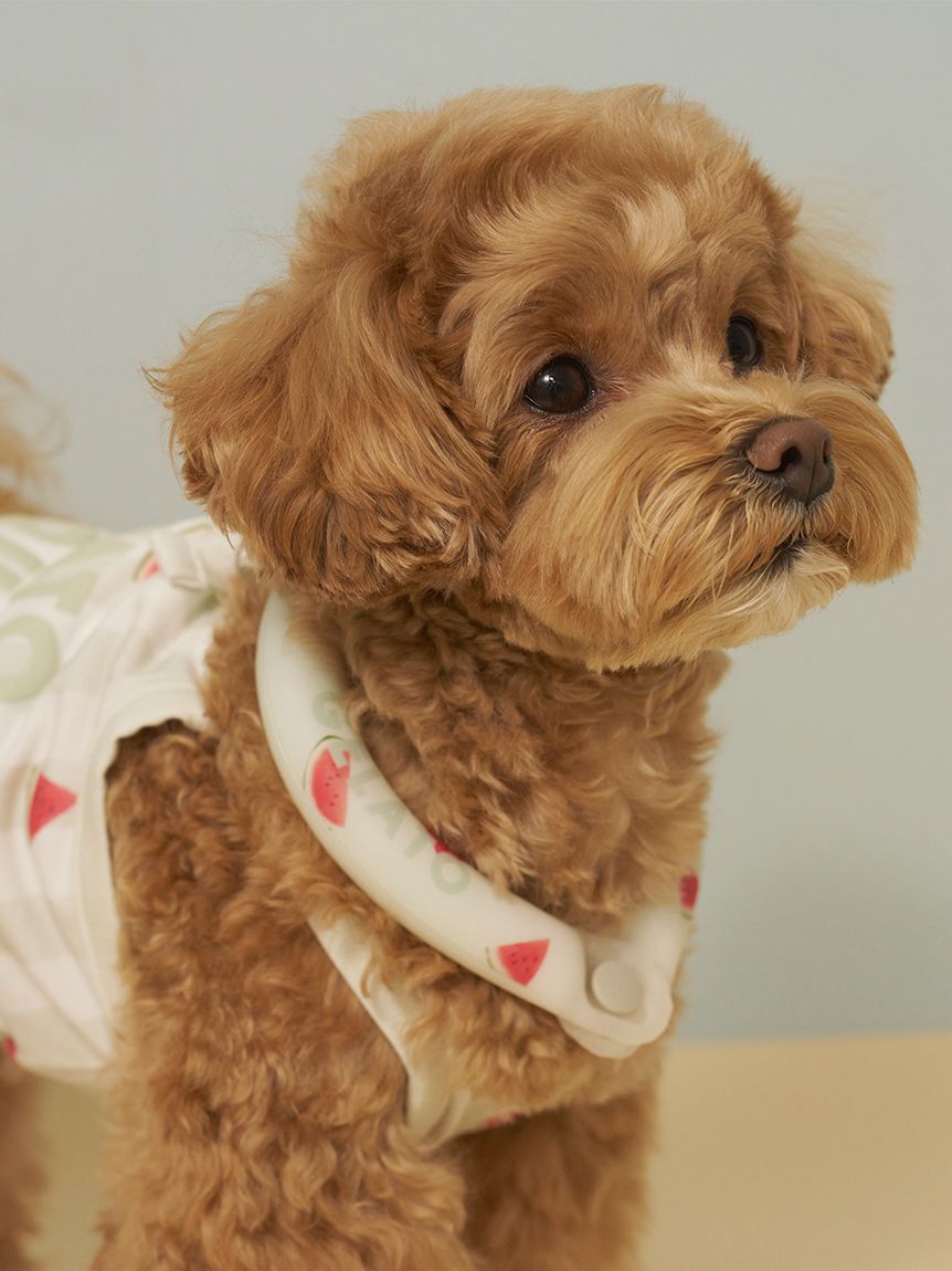  GELATO PIQUE CAT&DOG「【CAT&DOG】サマーモチーフ柄Coolingネックリング」|その他|