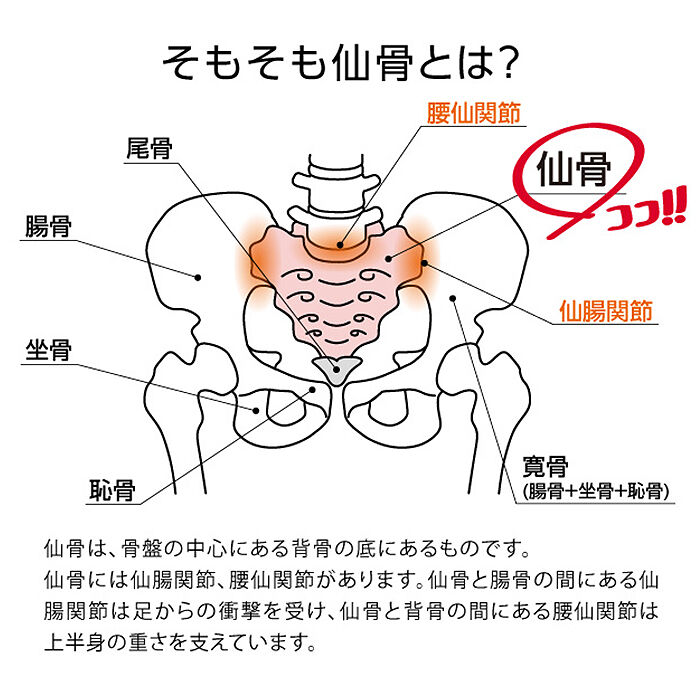BACKYARD FAMILY「腰痛 マッサージ 通販 コシレッチ 仙骨 ほぐし 骨盤 ストレッチ ストレッチャー 指圧 代用」|その他|