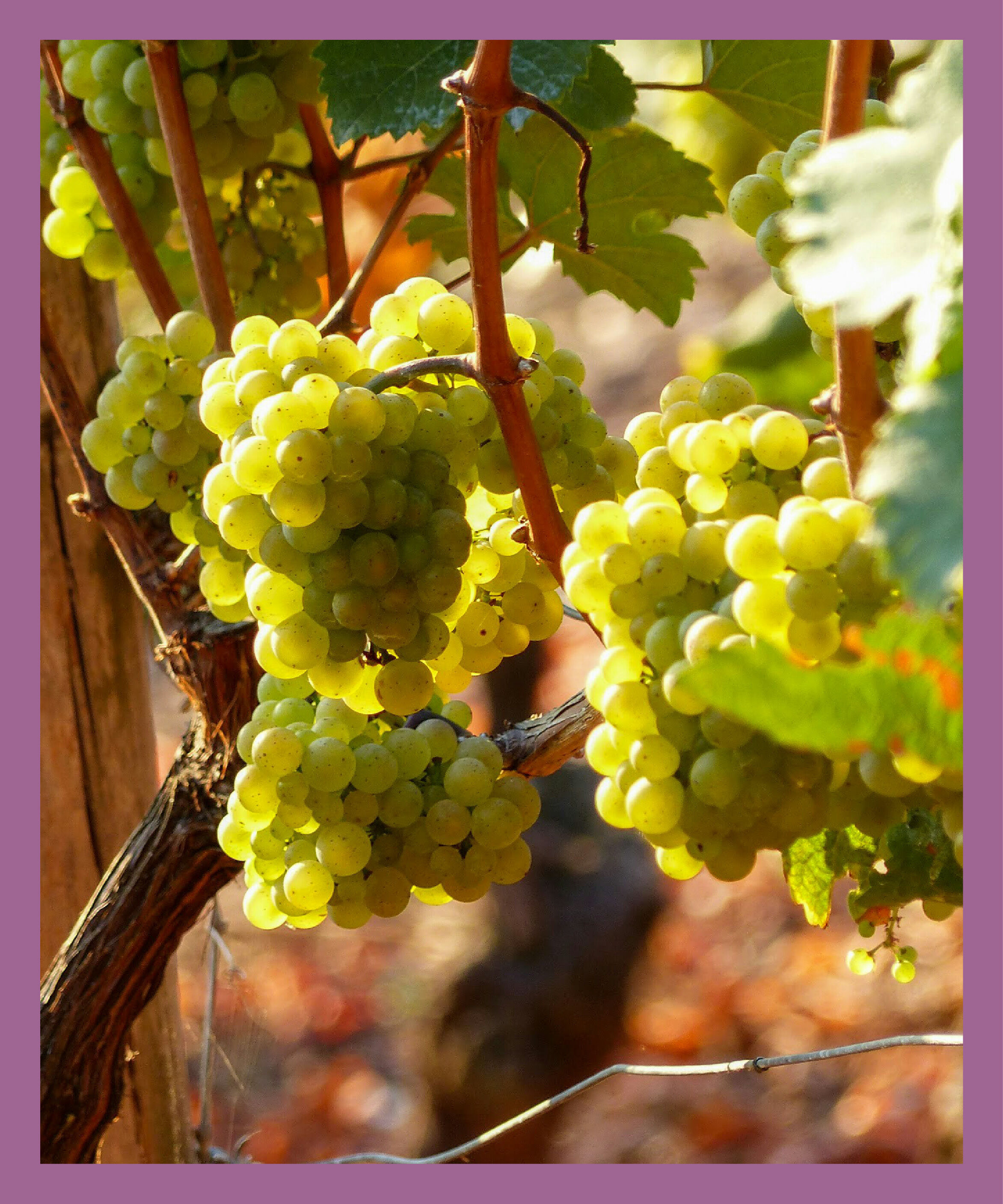 LUMINE AGRI SHOP「【赤白ｾｯﾄ】国産ブドウ果汁100％ジュースセット」|水・飲料・コーヒー・紅茶|