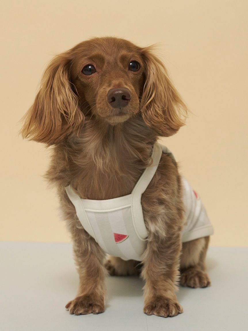  GELATO PIQUE CAT&DOG「【CAT&DOG】【接触冷感】ダックスフンドサイズCoolingプルオーバー」|その他|