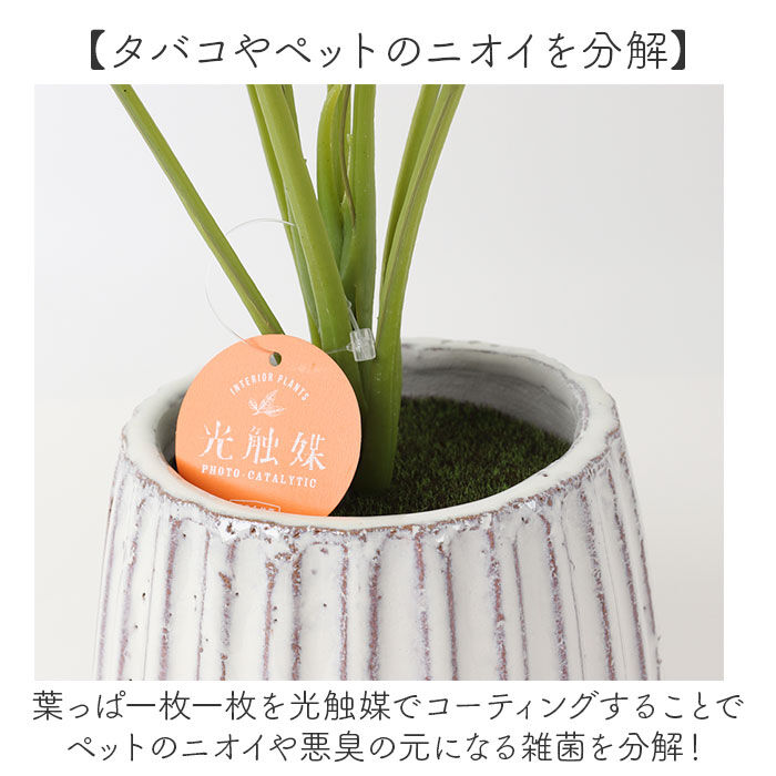 BACKYARD FAMILY「光触媒 人工観葉植物 通販 フェイクグリーン インテリアグリーン イミテーショングリーン」|その他|