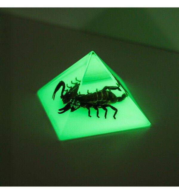 BEAMS「REAL BUG / Pyramid」|その他|BLACK_SCORPION