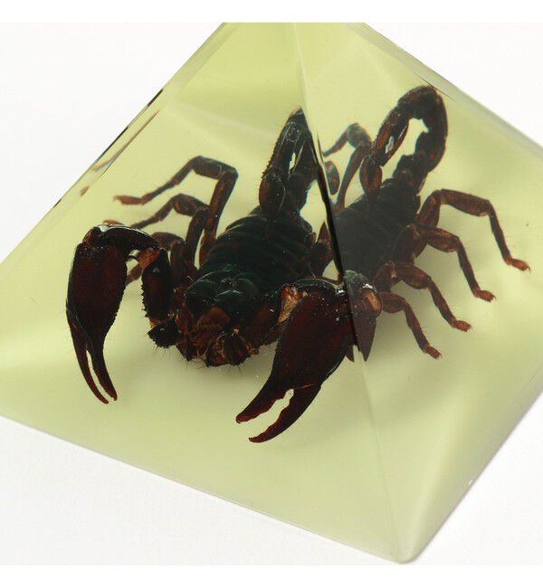 BEAMS「REAL BUG / Pyramid」|その他|