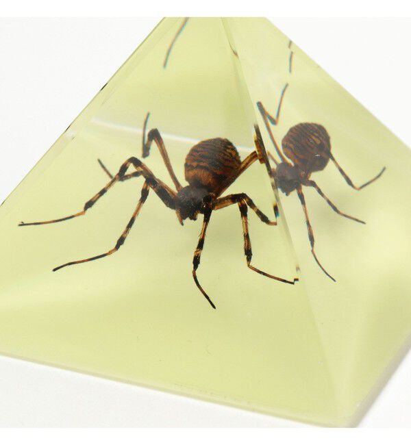 BEAMS「REAL BUG / Pyramid」|その他|