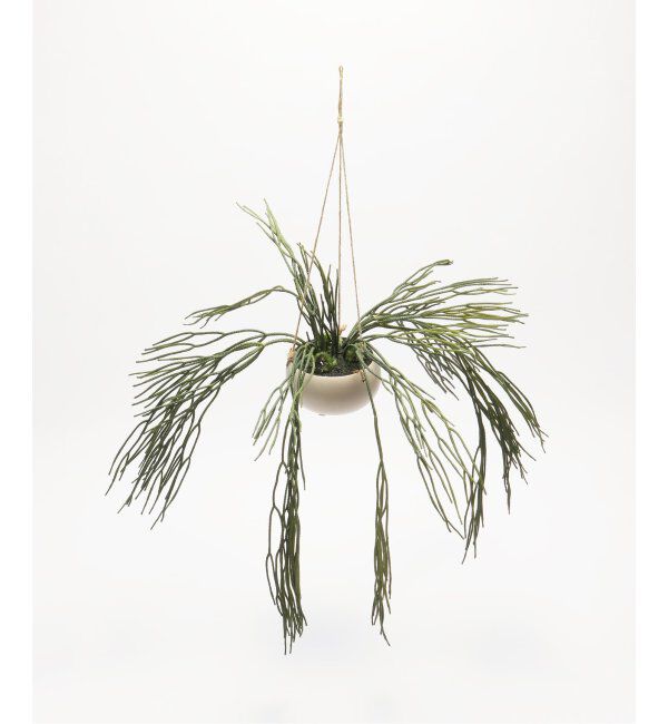 journal standard Furniture「【Brown./ブラウン】リプサリス BLハンギングポット　フェイクグリーン」|その他|