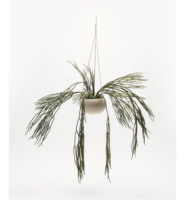 journal standard Furniture「【Brown./ブラウン】リプサリス BLハンギングポット　フェイクグリーン」|その他|