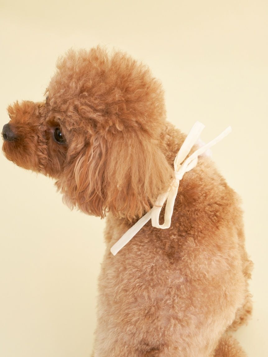  GELATO PIQUE CAT&DOG「【CAT&DOG】【Birthday】スムーズィーバースデースタイ」|その他|