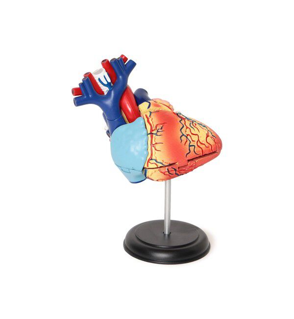 BEAMS「4D MASTER / HUMAN ANATOMY」|その他|HEART