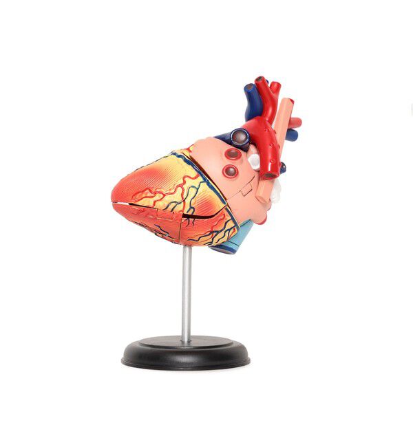 BEAMS「4D MASTER / HUMAN ANATOMY」|その他|