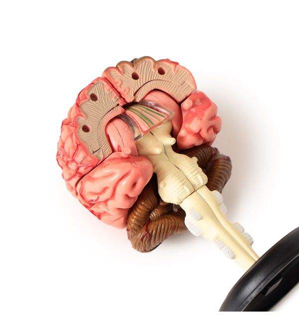 BEAMS「4D MASTER / HUMAN ANATOMY」|その他|