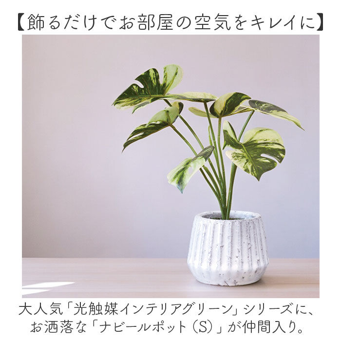 BACKYARD FAMILY「光触媒 フェイクグリーン 通販 人工観葉植物 イミテーショングリーン インテリアグリーン 消臭」|その他|