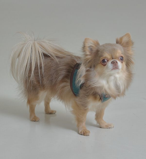 LOWELL things「MATIE/ハーネス(S/M/L)【Direction by 有末麻祐子】」|その他|