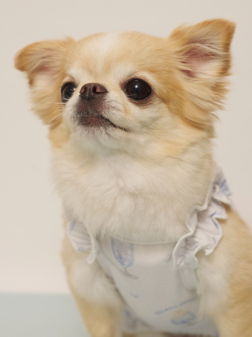  GELATO PIQUE CAT&DOG「【CAT&DOG】【接触冷感】シロクマひんやりスイーツ柄 Coolingフリルプルオーバー」|その他|