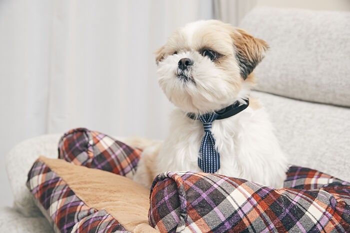 BACKYARD FAMILY「ペットベッド ふわふわ 楽天 小型犬 ベッド 犬用 猫用 あご のせ アンファンス EF-PT06」|その他|