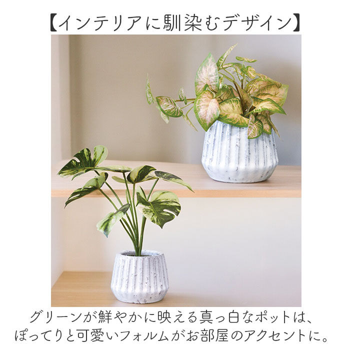 BACKYARD FAMILY「光触媒 フェイクグリーン 通販 人工観葉植物 イミテーショングリーン インテリアグリーン 消臭」|その他|