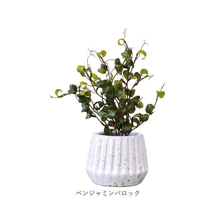 BACKYARD FAMILY「光触媒 フェイクグリーン 通販 人工観葉植物 イミテーショングリーン インテリアグリーン 消臭」|その他|