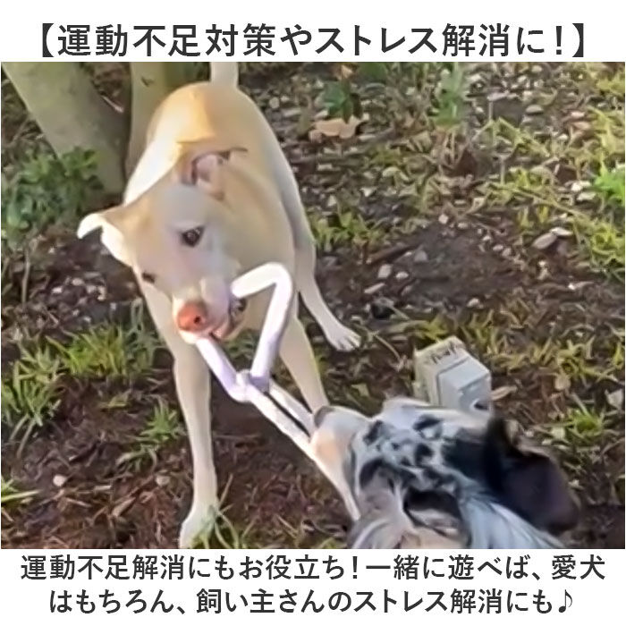 BACKYARD FAMILY「犬 おもちゃ ロープ ?むおもちゃ 通販 噛む玩具 玩具 オモチャ ?むオモチャ 犬用玩具」|その他|