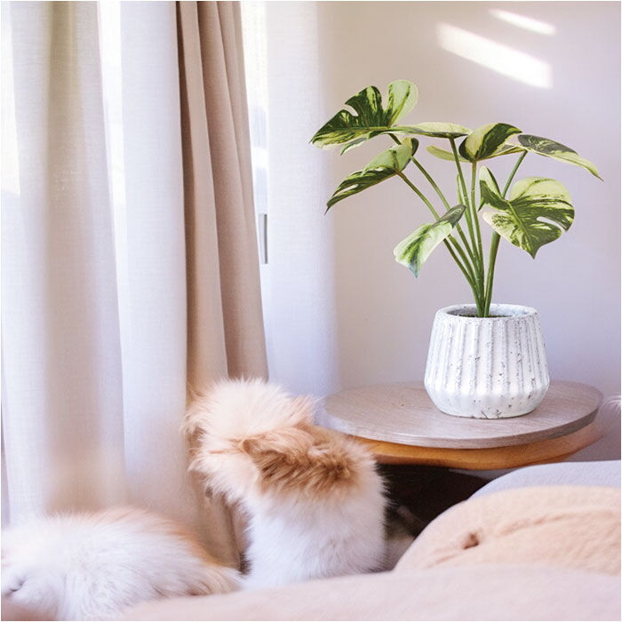 BACKYARD FAMILY「光触媒 フェイクグリーン 通販 人工観葉植物 イミテーショングリーン インテリアグリーン 消臭」|その他|