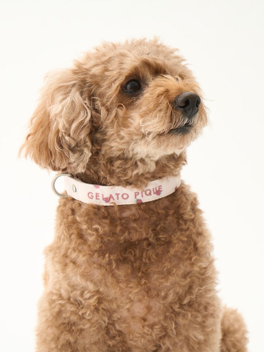  GELATO PIQUE CAT&DOG「【CAT&DOG】【販路限定商品】モチーフ柄首輪」|その他|