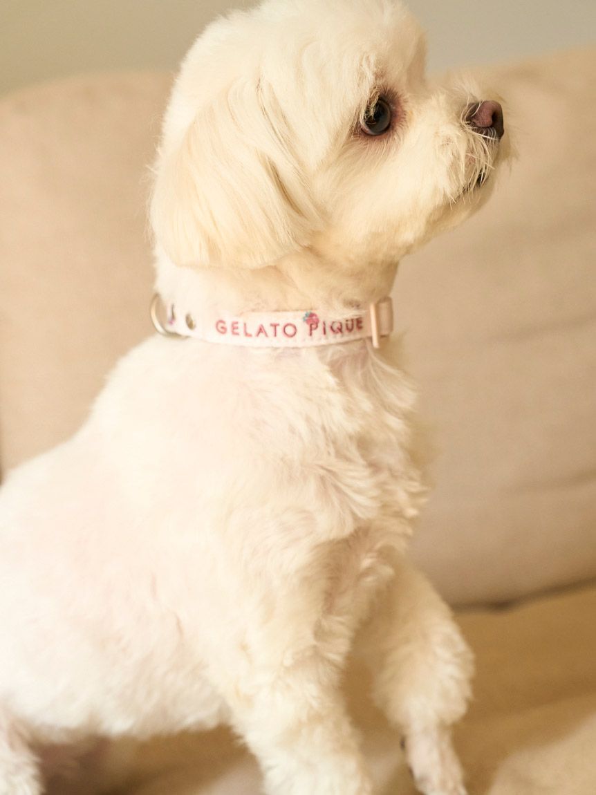 GELATO PIQUE CAT&DOG「【CAT&DOG】【販路限定商品】モチーフ柄首輪」|その他|