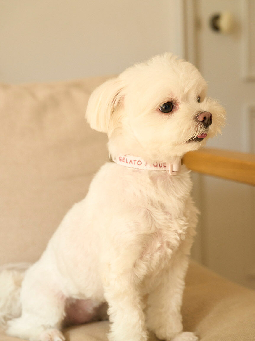  GELATO PIQUE CAT&DOG「【CAT&DOG】【販路限定商品】モチーフ柄首輪」|その他|