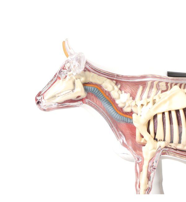 BEAMS「4D MASTER / ANIMAL ANATOMY」|その他|