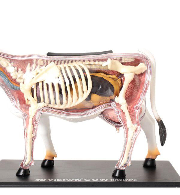 BEAMS「4D MASTER / ANIMAL ANATOMY」|その他|