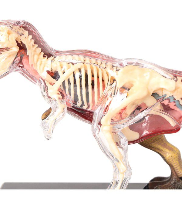 BEAMS「4D MASTER / ANIMAL ANATOMY」|その他|