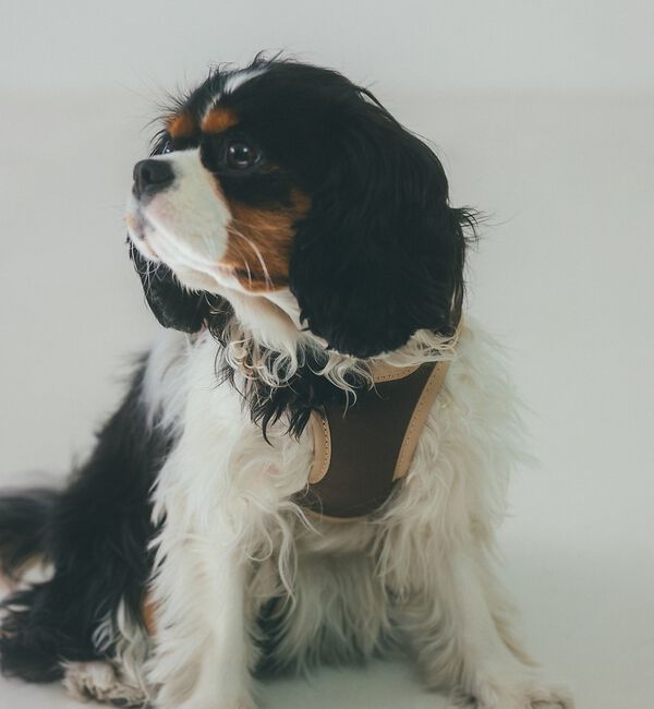 LOWELL things「MATIE/ハーネス(S/M/L)【Direction by 有末麻祐子】」|その他|ブラウン