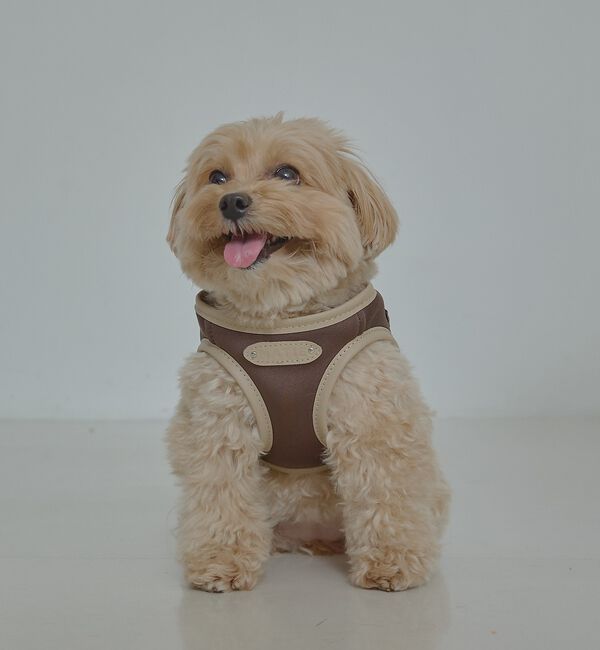 LOWELL things「MATIE/ハーネス(S/M/L)【Direction by 有末麻祐子】」|その他|