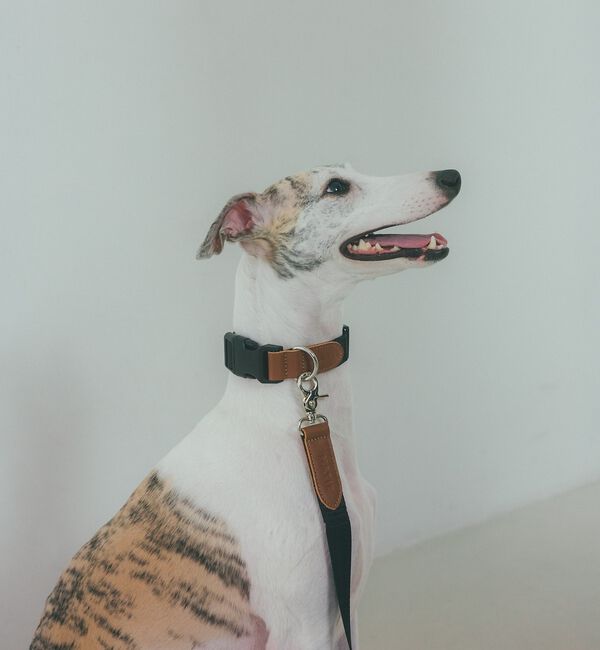 LOWELL things「MATIE/中型犬/ショートリード【Direction by 有末 麻祐子】」|その他|