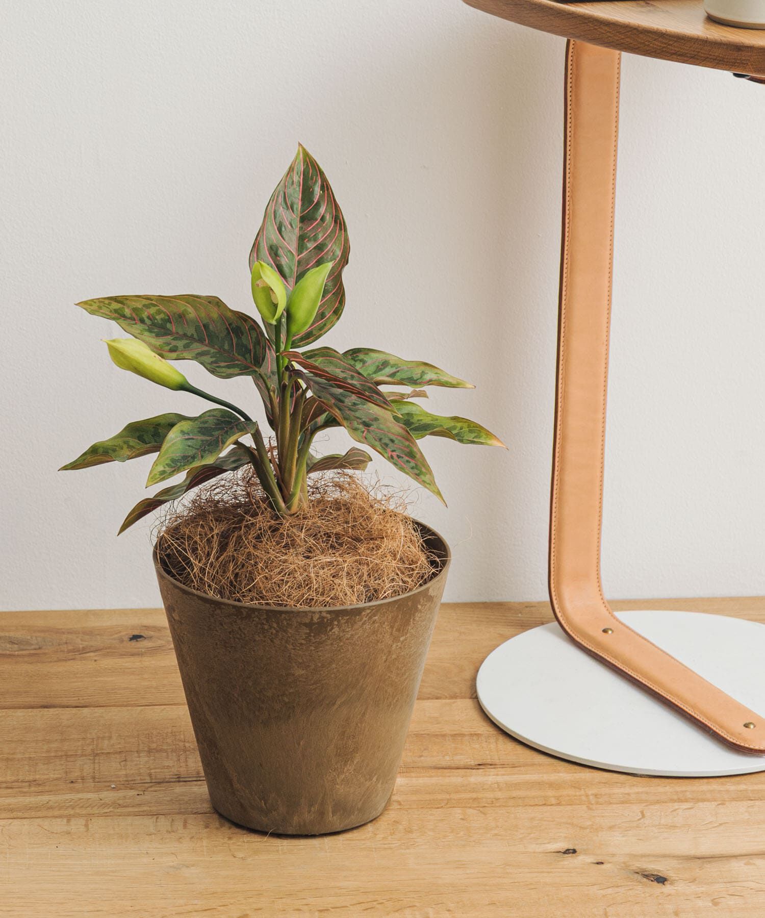 URBAN RESEARCH DOORS「amabro　ART STONE SS BR」|フィギュア・ホビー|ブラウン